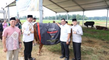 Polda Sumut Sembelih 31 Ekor Sapi di Hari Raya Idul Adha & Dibagikan dalam 4.976 Paket, Sapi Kurban Kapolda Berbobot 1 Ton