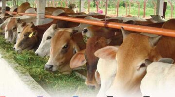 Warga Ingin Jaya Antusias Berqurban,Gampong Meunasah Krueng Catat Hewan Qurban Terbanyak Jelang Idul Adha 1447 H