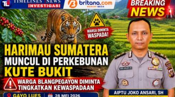 Harimau Sumatera Muncul di Perkebunan Kute Bukit, Warga Blangpegayon Diminta Waspada