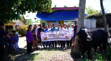 Walikota Langsa Serahkan Sapi Qurban Bantuan Presiden untuk Masyarakat Tualang Teungoh