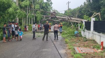 Pohon dan Tiang Listrik Roboh Tutup Jalan, Pengendara Terluka, Polisi dan Warga Bergerak Cepat