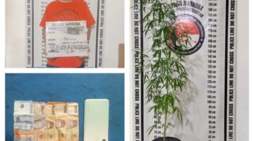 Tanam Ganja Dipot,Polres Pematangsiantar Amankan MH Dari Terminal Ex Sukadame