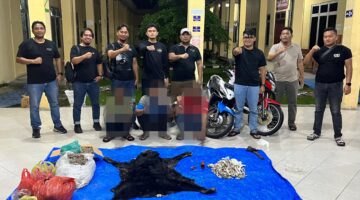 Polres Simalungun Bongkar Perdagangan Satwa Dilindungi, 30 Kg Sisik Trenggiling hingga Kulit Beruang Madu Disita
