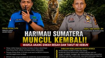 Harimau Sumatera Mangsa Anjing di Akang Siwah, Warga Resah dan Takut ke Kebun, BKSDA Diminta Segera Turun Tangan