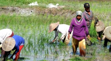 Petani Keluhkan Kelangkaan Pupuk Subsidi Di Kelurahan Perbangunan Sei Kepayang