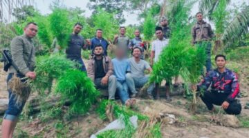 Polisi Berhasil Bongkar Ladang Ganja di Kebun Sawit, 83 Batang Siap Panen Disita