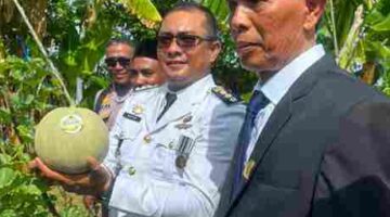 BUMG Lheu Blang,Darul Imarah Kembangkan Budidaya Melon, Tembus Pasar Sumatera