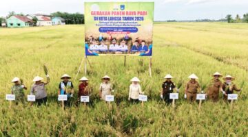 Gerakan Panen Raya Padi 2026 di Kota Langsa, Wujudkan Swasembada Pangan Berkelanjutan