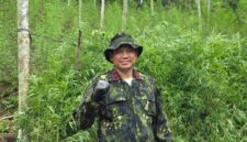 Semangat Sumpah Pemuda, BNNP Aceh Ungkap Ladang Ganja Seluas 18 Hektare di Aceh Utara