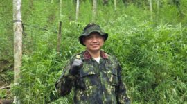 Semangat Sumpah Pemuda, BNNP Aceh Ungkap Ladang Ganja Seluas 18 Hektare di Aceh Utara