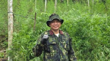Semangat Sumpah Pemuda, BNNP Aceh Ungkap Ladang Ganja Seluas 18 Hektare di Aceh Utara