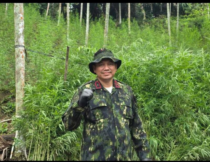 Semangat Sumpah Pemuda, BNNP Aceh Ungkap Ladang Ganja Seluas 18 Hektare di Aceh Utara
