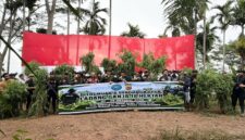 Polda Aceh Berhasil Musnahkan 18 Hektare Ladang Ganja di Aceh Utara