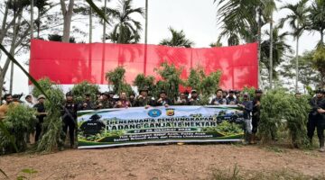 Polda Aceh Berhasil Musnahkan 18 Hektare Ladang Ganja di Aceh Utara