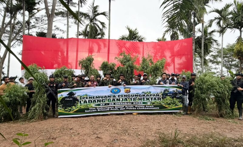Polda Aceh Berhasil Musnahkan 18 Hektare Ladang Ganja di Aceh Utara
