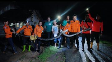 BPBD Kota Langsa Evakuasi Ular Piton Sepanjang 5 Meter di Gampong Simpang Wie