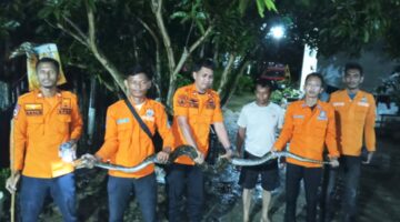 Dini Hari, BPBD Langsa Gerak Cepat Evakuasi Ular Piton di Rumah Warga