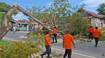 Pohon Tumbang Halangi Jalan Lintas, BPBD Langsa Bergerak Cepat